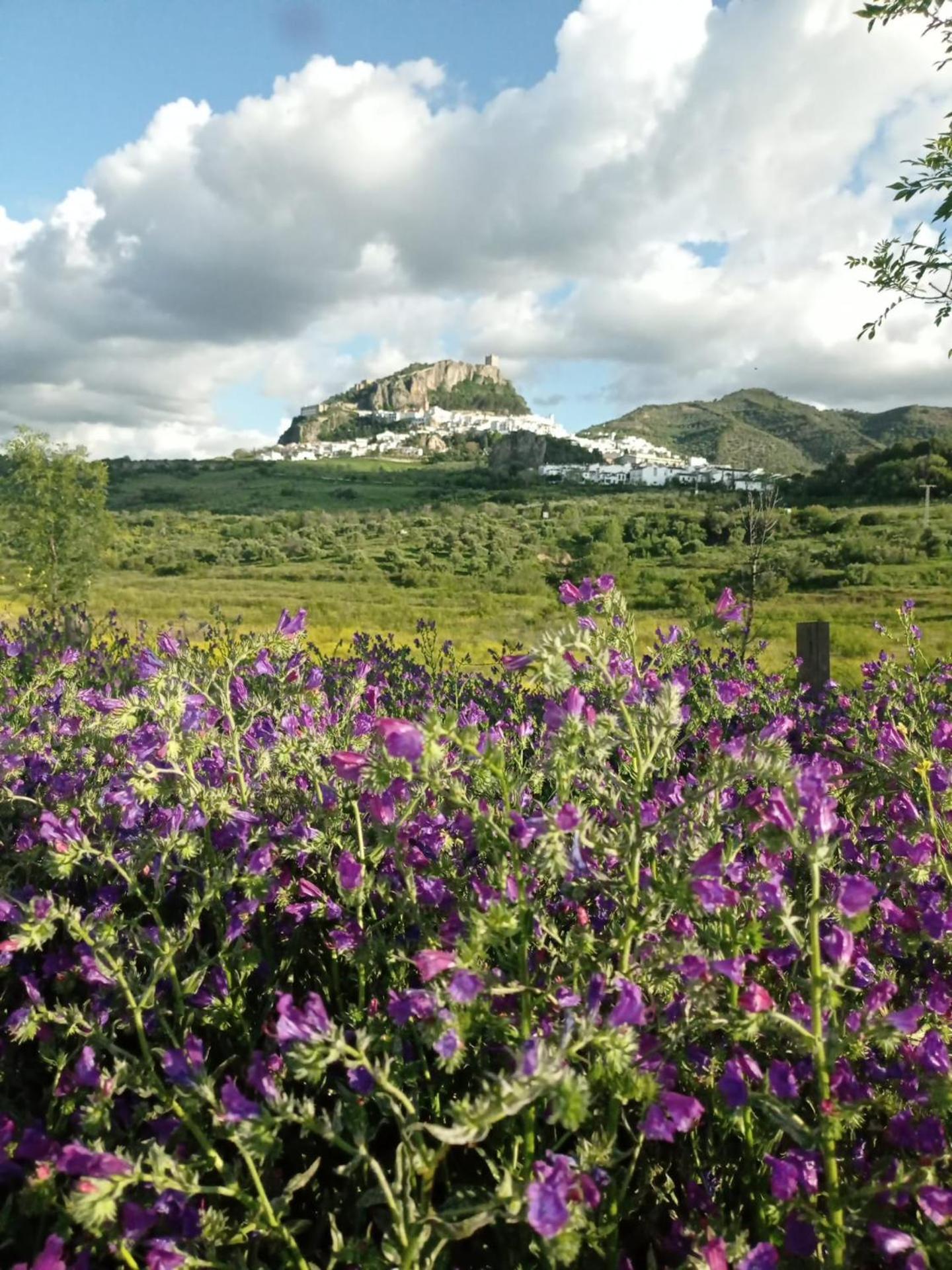 El Detalle Apartamento Y Estudio Zahara De La Sierra Buitenkant foto